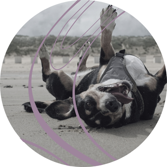 a dog playing rolling over on is back on a beach